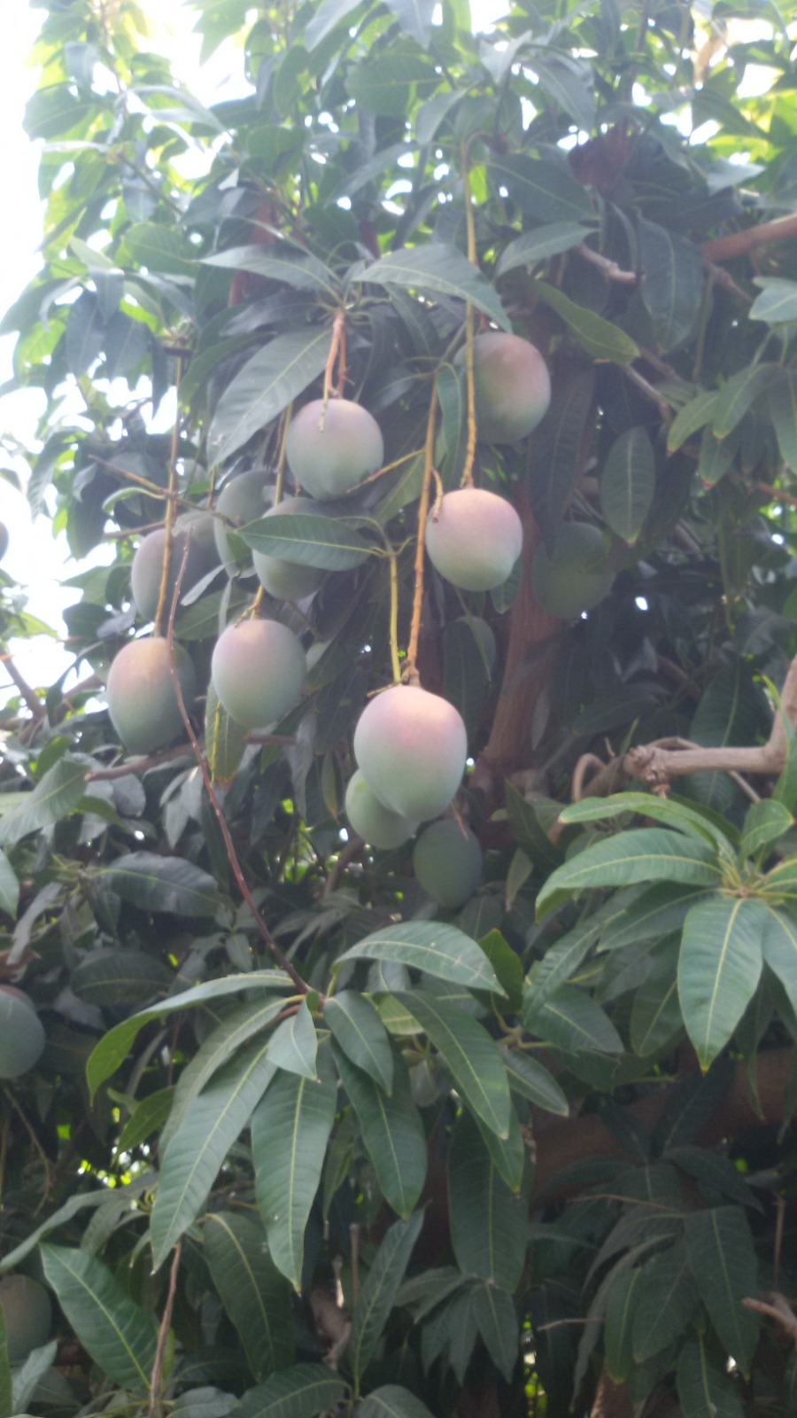 Mango plantation